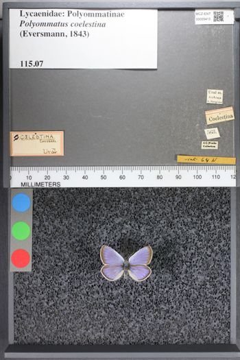 Media type: image;   Entomology 55413